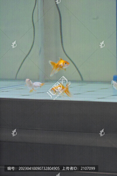 金魚戲水