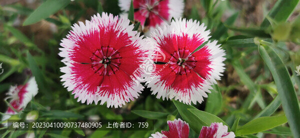 石竹花