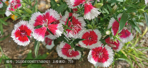 石竹花
