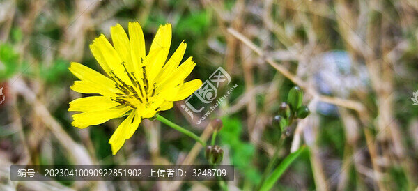 中華苦荬菜