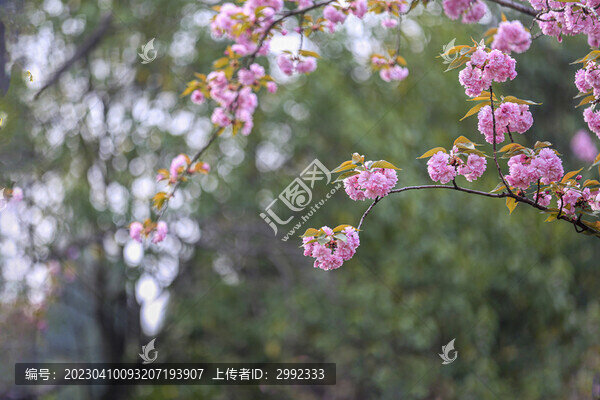 櫻花樹