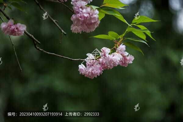 晚櫻