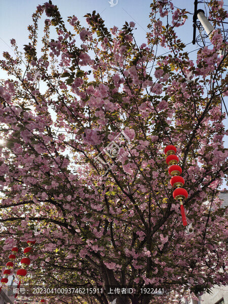 櫻花