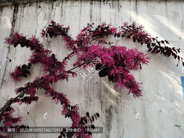 紅檵花