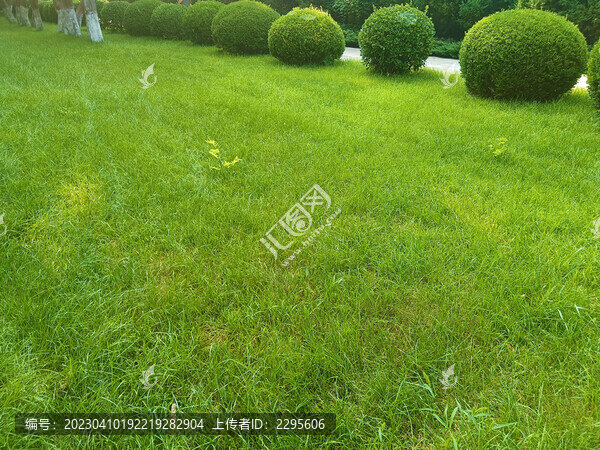 草坪