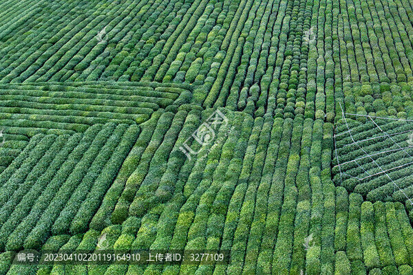 茶園航拍