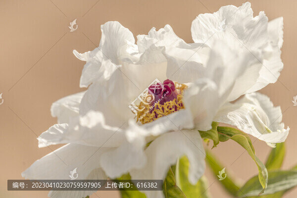 芍藥