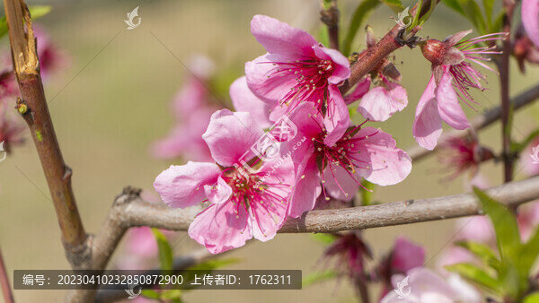 迎春花