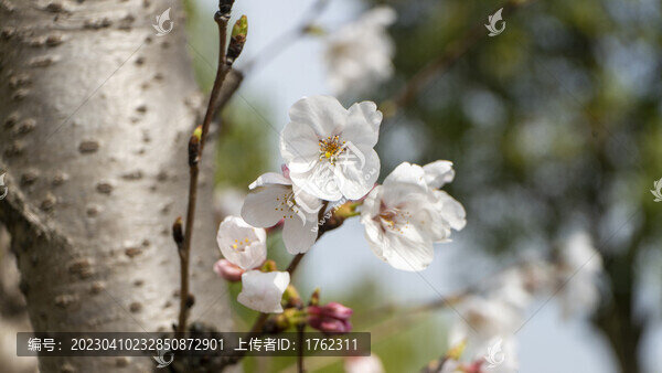 迎春花