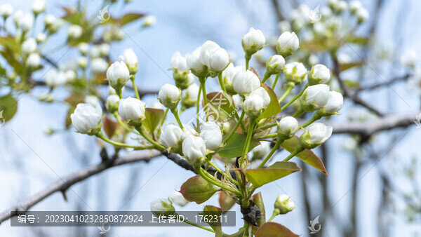 迎春花