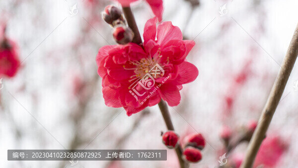 迎春花