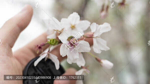 迎春花