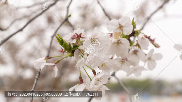 迎春花
