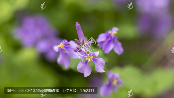 迎春花