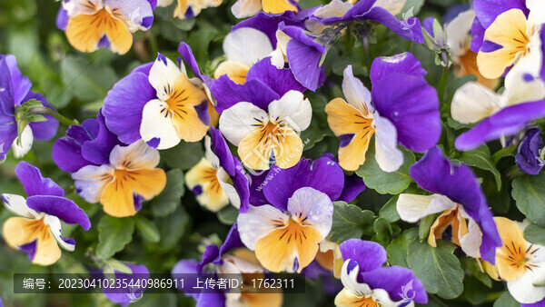 迎春花