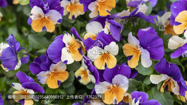 迎春花
