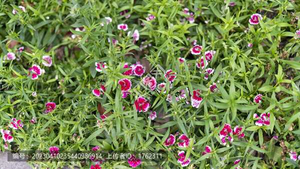 迎春花