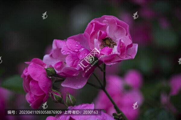 薔薇花