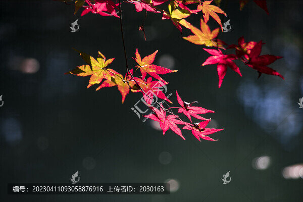 楓葉