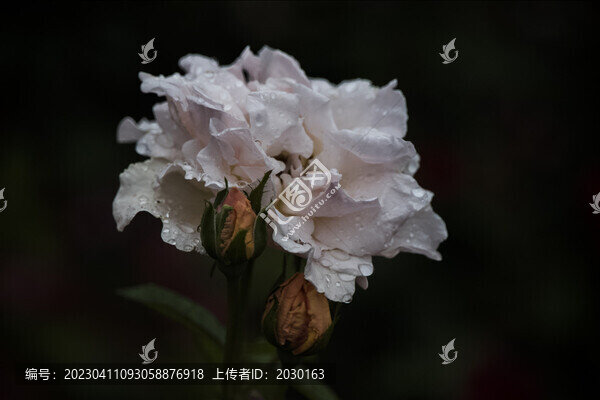 雨中菊花