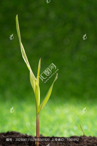 立春水滴植物