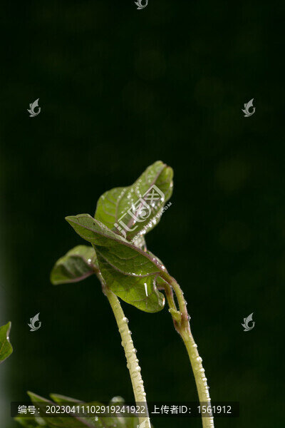 立春水滴植物