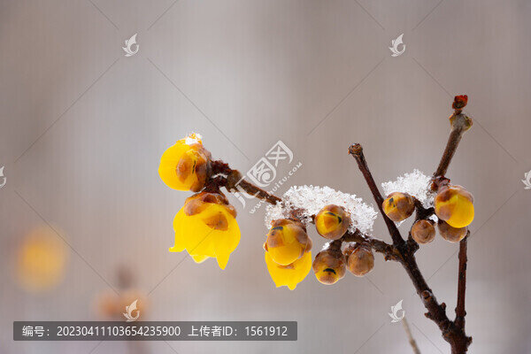 白雪臘梅