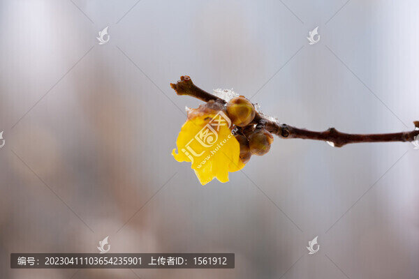 白雪臘梅