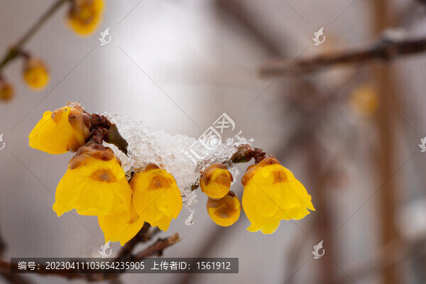 白雪臘梅