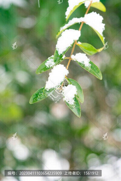 積雪樹(shù)枝-匯圖網(wǎng) www.fosd68.com 積雪樹(shù)枝
