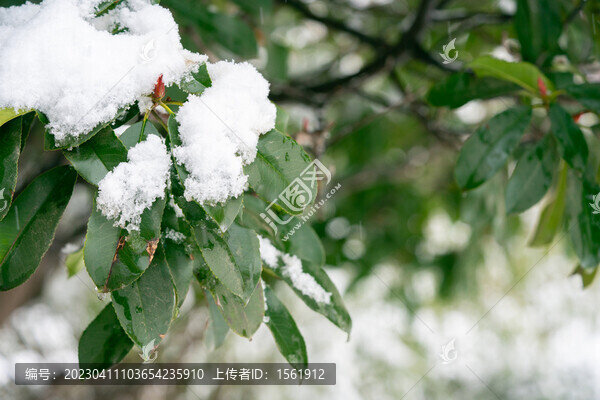 積雪樹枝