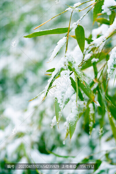 雪景
