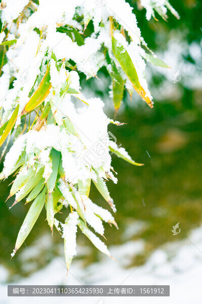 雪景