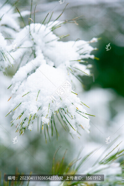 雪景