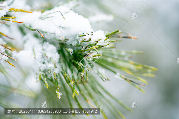 雪景