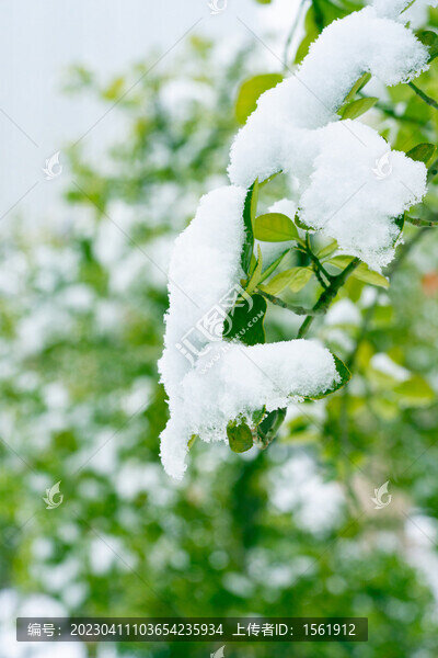 雪景