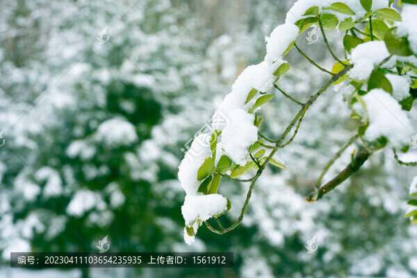 雪景