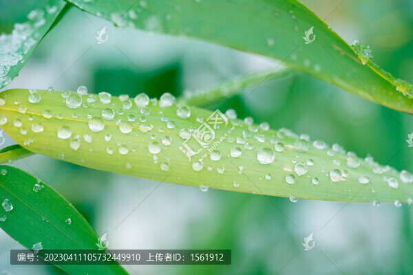 雨季雨水竹叶