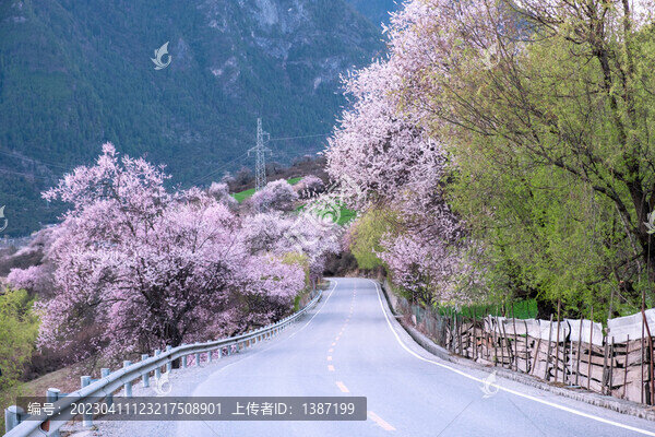 西藏旅游林芝桃花