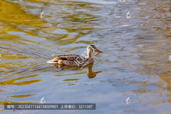 一只鴨子