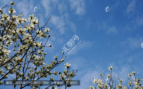 白玉蘭花