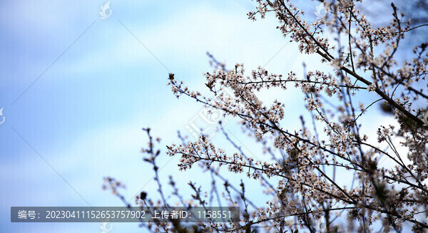 紫葉李花