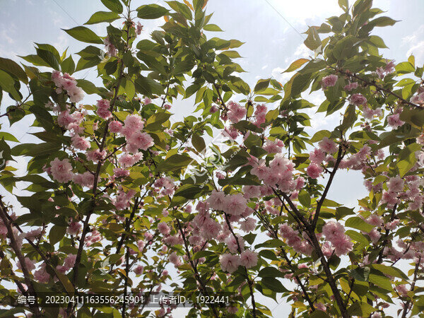 櫻花-匯圖網(wǎng) www.fosd68.com 櫻花