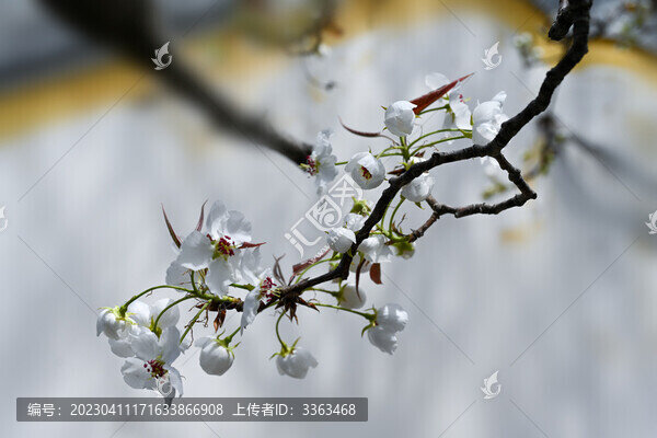 梨花