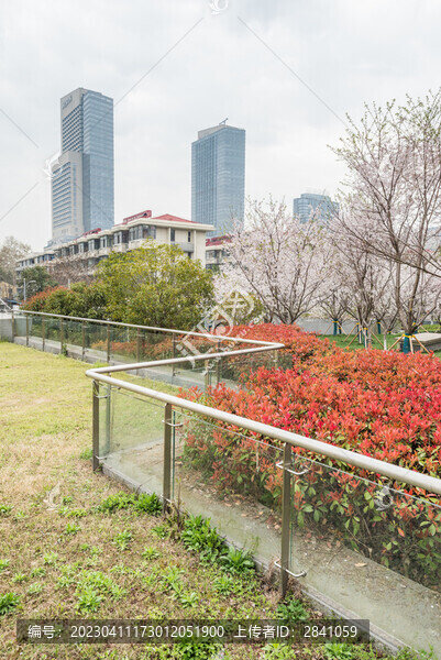 櫻花季中國南京的城市風(fēng)景