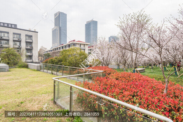 櫻花季中國南京的城市風(fēng)景