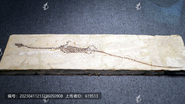 白堊紀(jì)潛龍化石