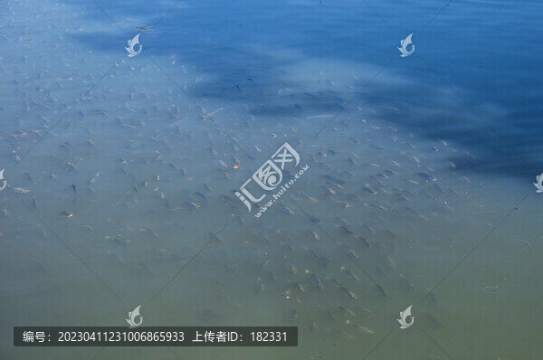 非洲鯽魚魚群