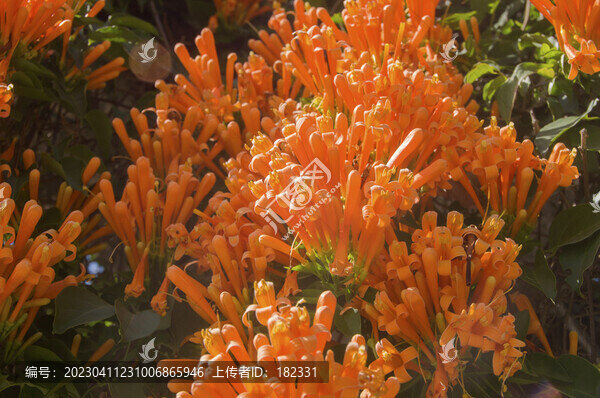 鞭炮花花簇