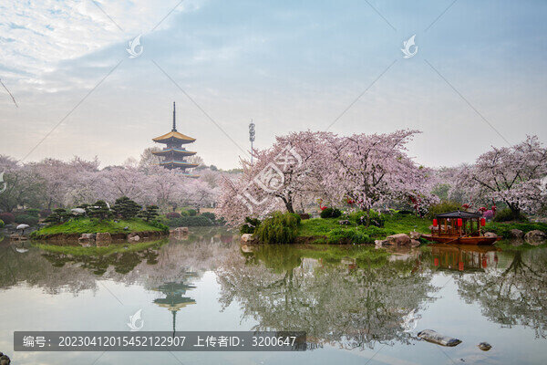 武漢東湖櫻園櫻花